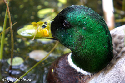 Mallard (male): Close-up