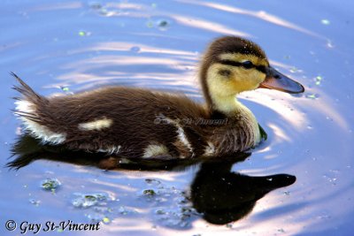 Mallard Duckling I