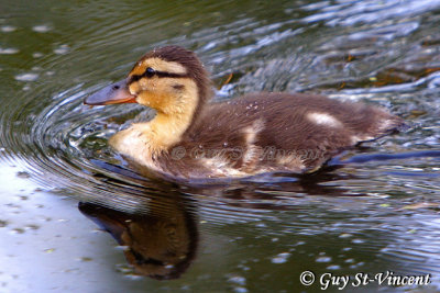 Mallard Duckling II