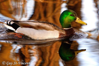 Mallard (male) II