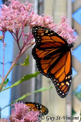 Monarch Butterfly