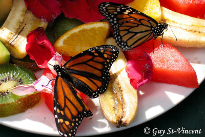 Fruits and Butterflies (Monarchs)