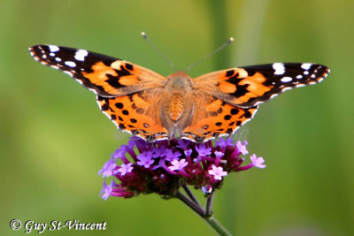 Painted Lady (rear view)
