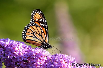 Monarch in the sun