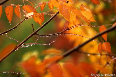 Autumnal foliage and raindrops