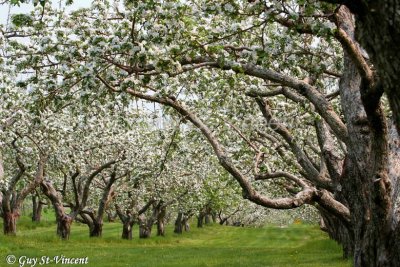 White apple tree orchard
