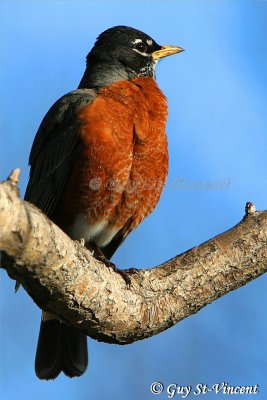 American robin (male) III