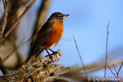 American robin (male) IV