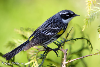 Yellow-rumped warbler I