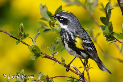 Yellow-rumped warbler in yellow flowers