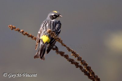 Yellow-rumped warbler perched