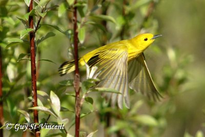 Yellow warbler in flight
