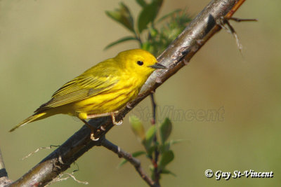 Yellow warbler I