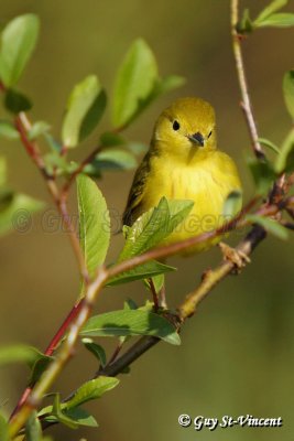 Yellow warbler II