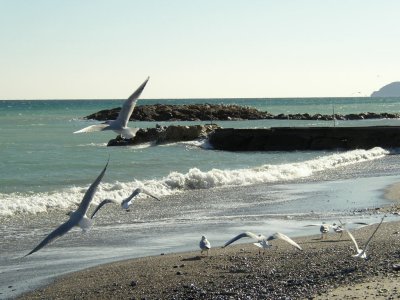 Sea-Gulls.JPG
