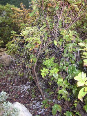 Spider web.JPG