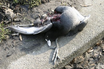 bird near the Amstel river