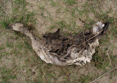 bird on Texel 2