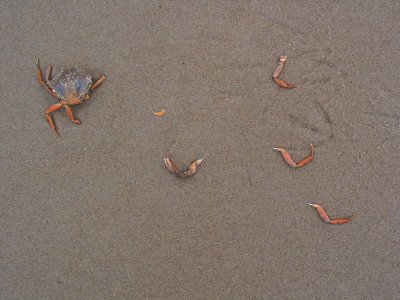 crab after a birds' visit