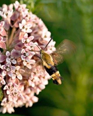 061407-056 8x10.jpg