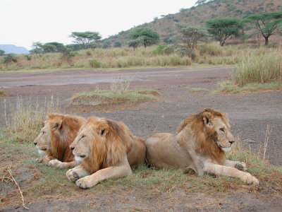 Awake (Serengeti Park)