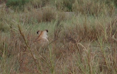 Hunting (Serengeti Park)