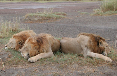 Snoozing in the Serengeti Park