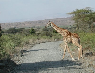 Arusha National Park:Giraffe