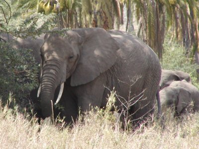 Elephants (Arusha National Park)
