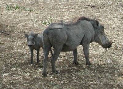 Warthogs,  mother and child
