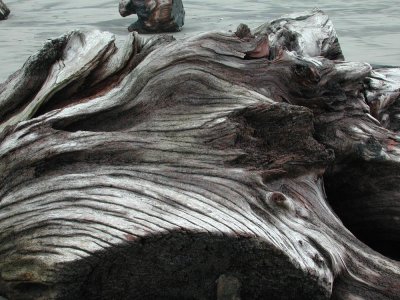 Driftwood1