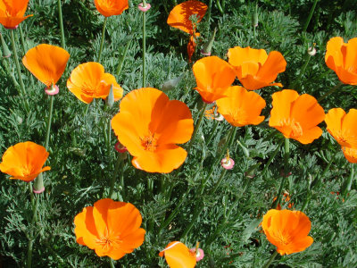 California - Poppies