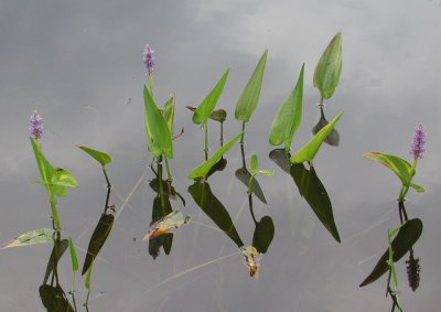 Pond flowers