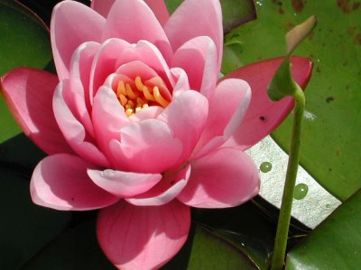 NH - water lily2