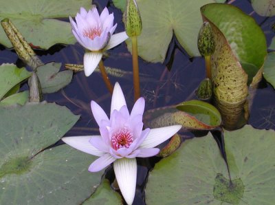 Water Lily