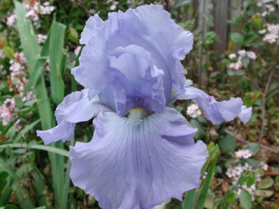 Bearded Iris