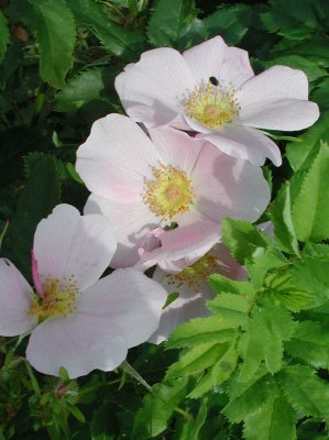 Maine - Wild rose