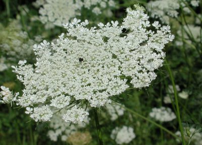 NY - Queen Anne's Lace