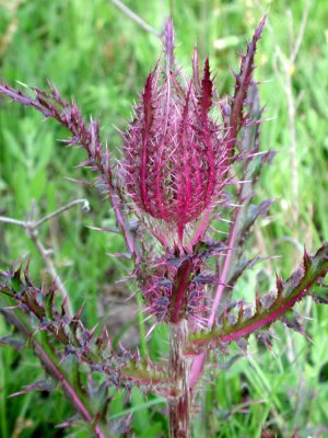 Cuero TX - Thistle