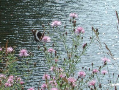 Adirondacks Indian Lake, NY - Butterfly