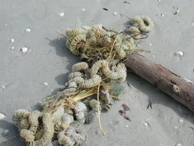 Eggcases on Beach