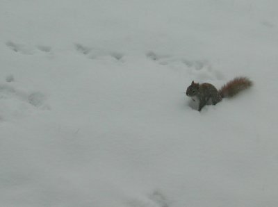 New York - Snow squirrel