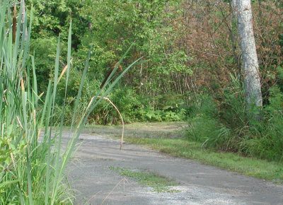 Adirondacks - Rural road