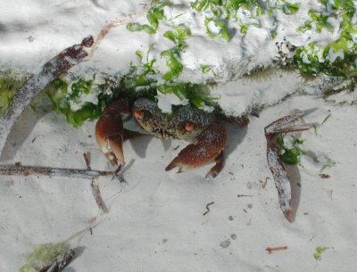 Zanzibar-Crab