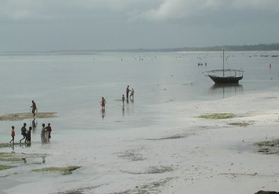 Zanzibar-Collecting