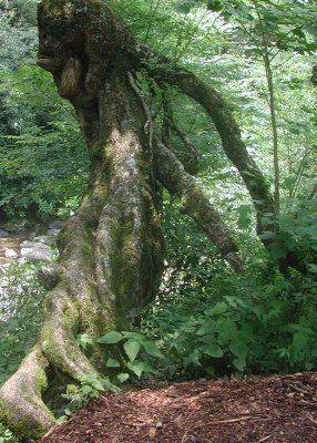 Adirondacks - Tree