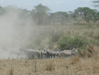 Zebra at the water hole (Serengeti Park)