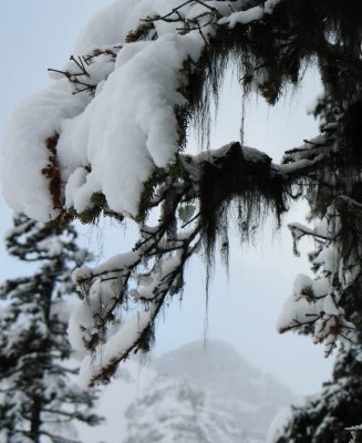 Lake Louise, Canada - snowy branch