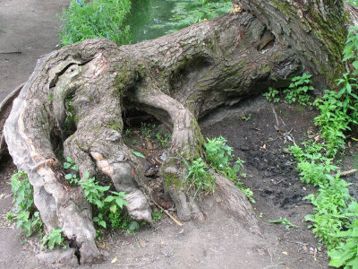 Tolstoy's estate - Tree claw