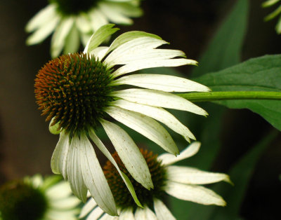 Echinacea (Coneflower)